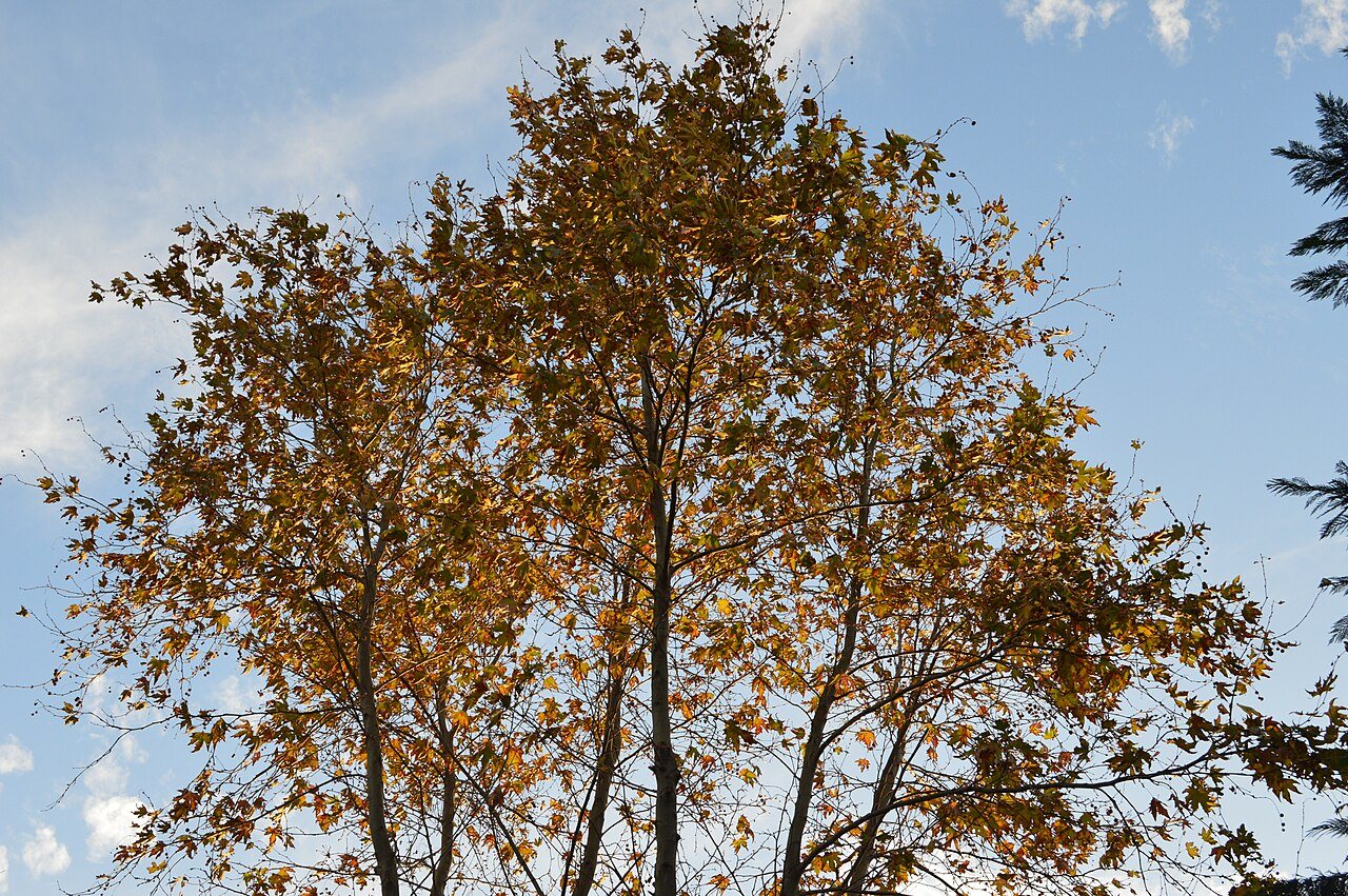 A tree at Atatürk Arboretum