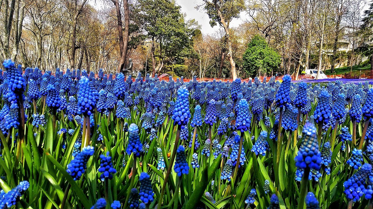 Historical Gulhane Park